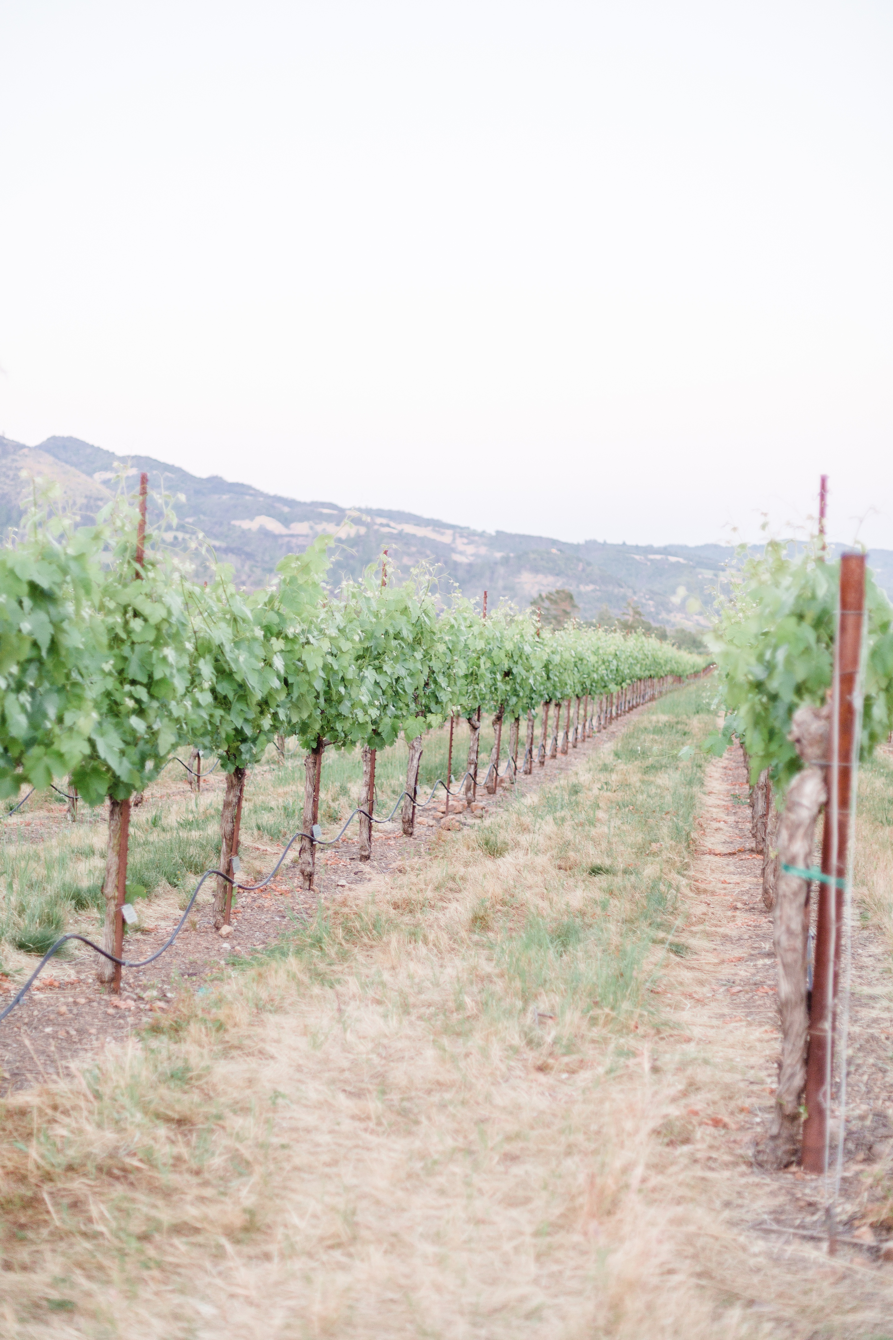 Stunning Sonoma California Vineyar Wedding_0051.jpg Stunning Sonoma California Vineyar Wedding_0051.jpg